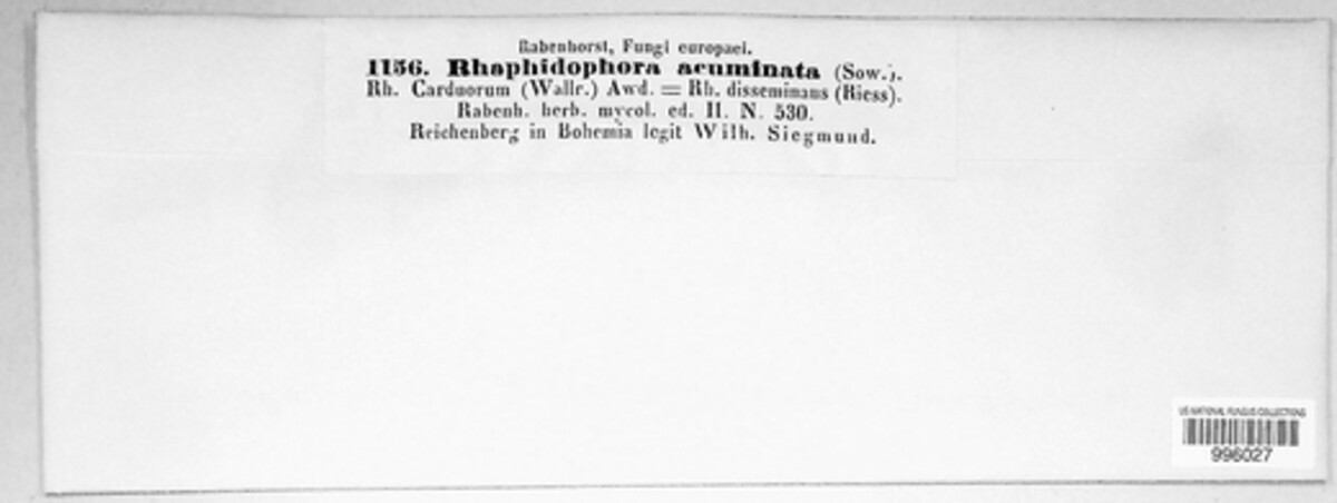 Rhaphidophora acuminata image